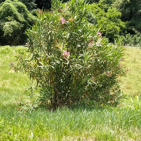 Casale Valdilana Mosso Santa Maria